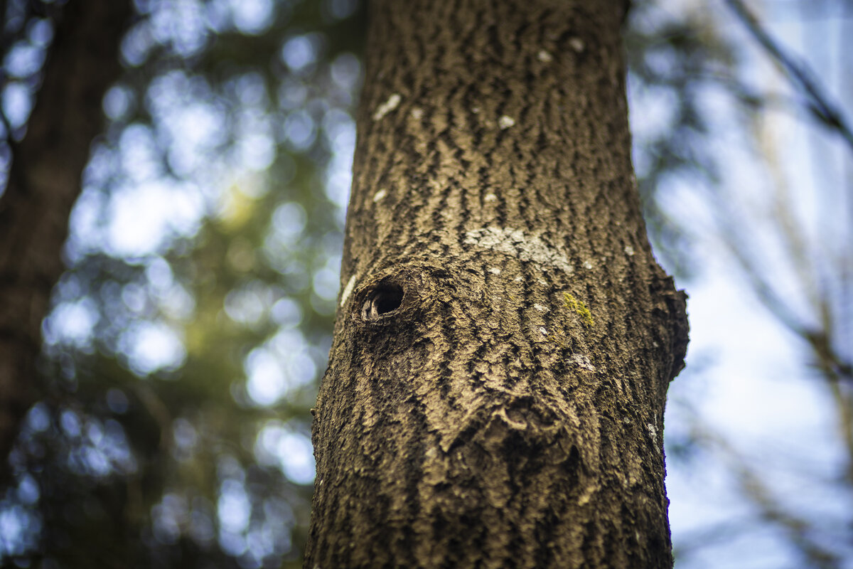Kannanotto – Jäkärlän metsä